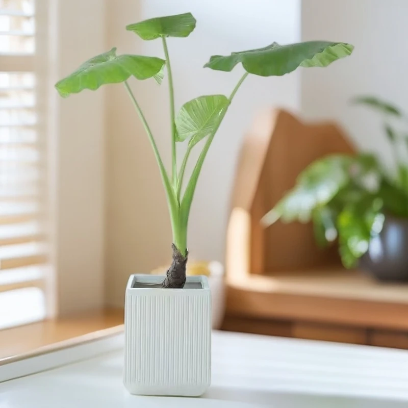 吸甲醛净化空气盆栽美丽客厅水培耐活好养活土养净化空气水培盆栽