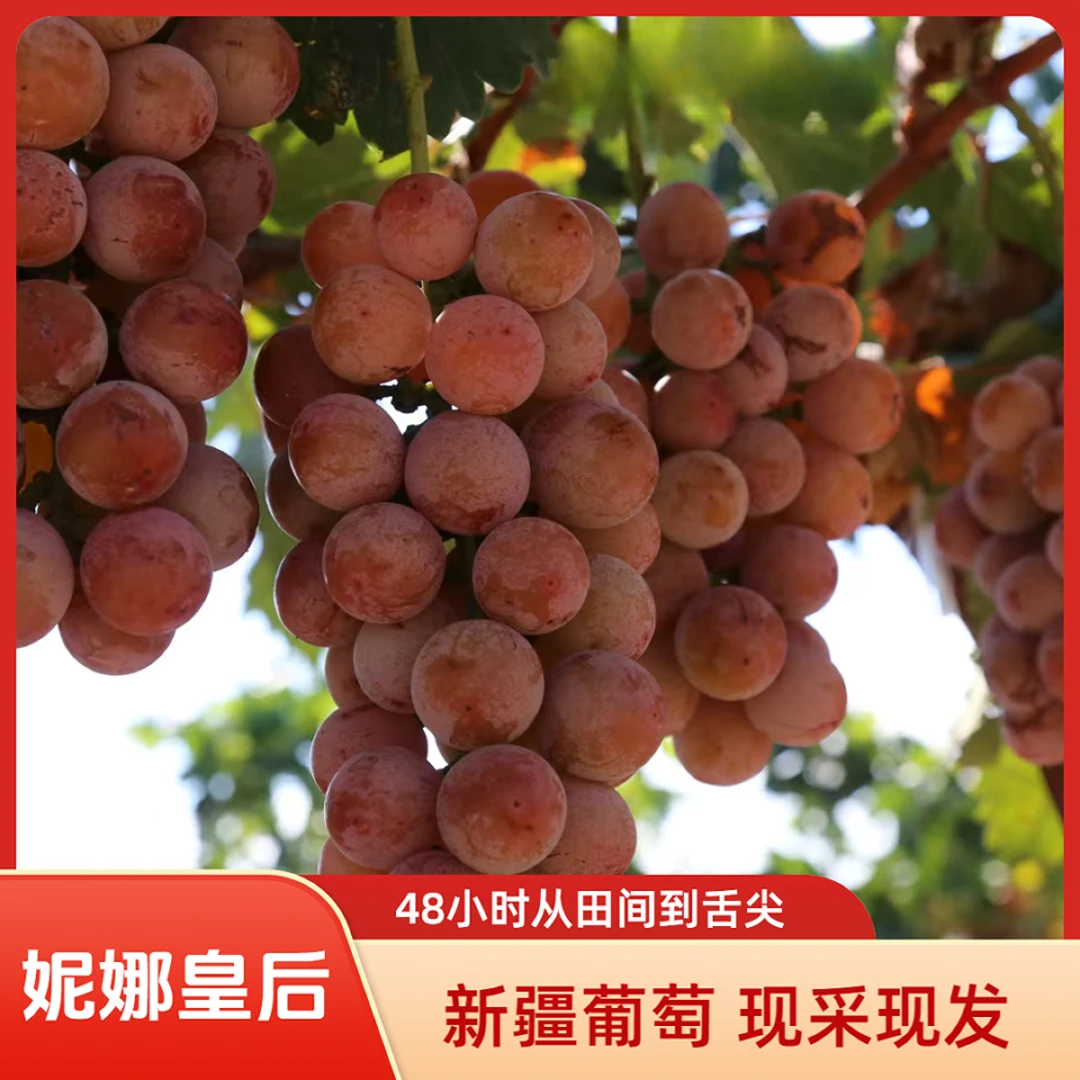 有机葡萄新疆双河妮娜皇后新鲜现采顺丰原产地直发中秋福利