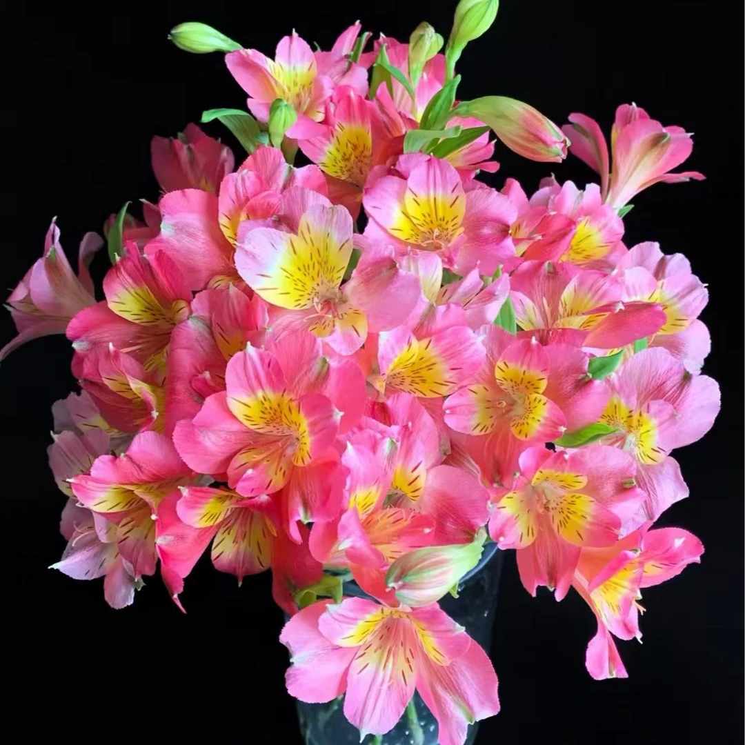 [云境物语]进口蝴蝶粉六出花/高品质长花期/2单顺丰冷链/德邦空运