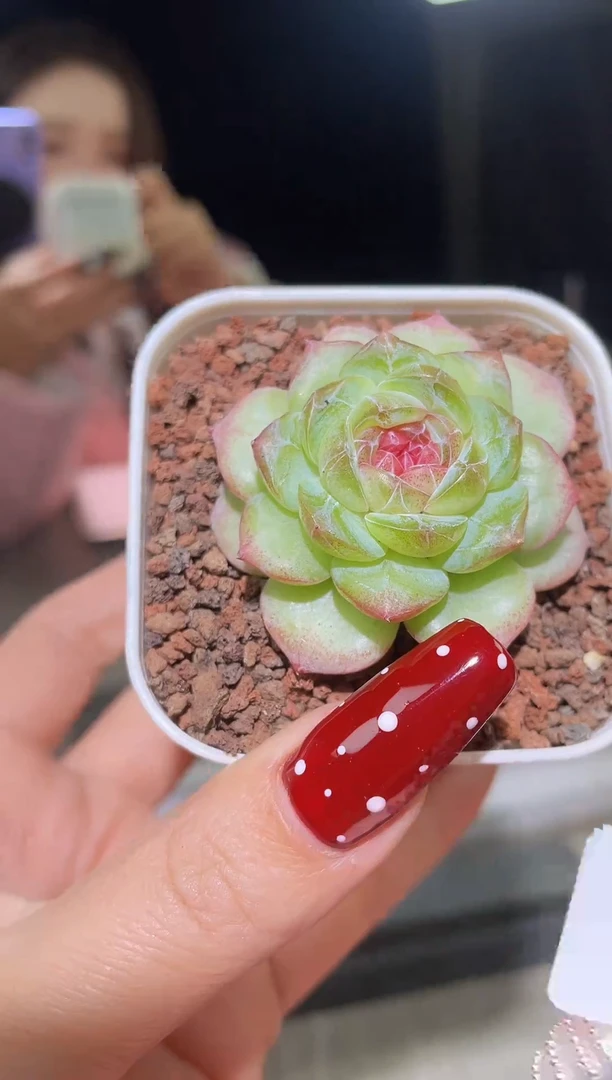 闪购1604   妮奴多肉一颗  4-5厘米