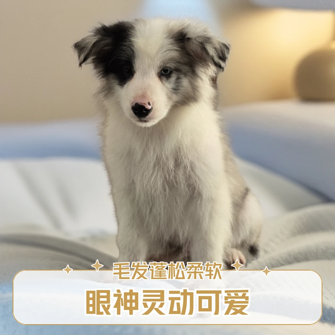 可爱边境牧羊犬幼犬宠物狗狗