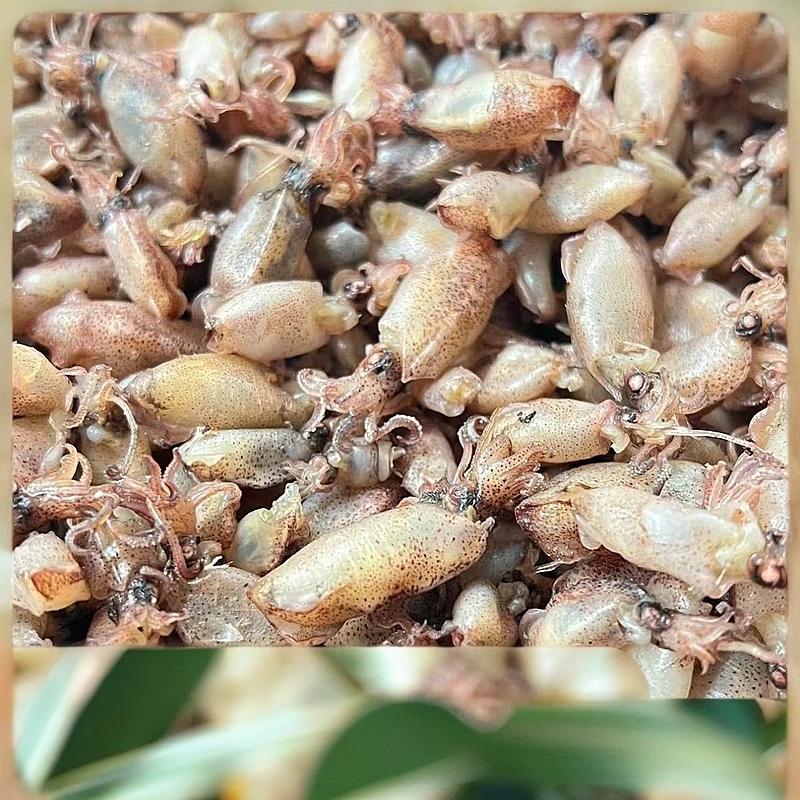 【殷帅亲选】海兔干500g乌贼干笔管鱼干散装称重