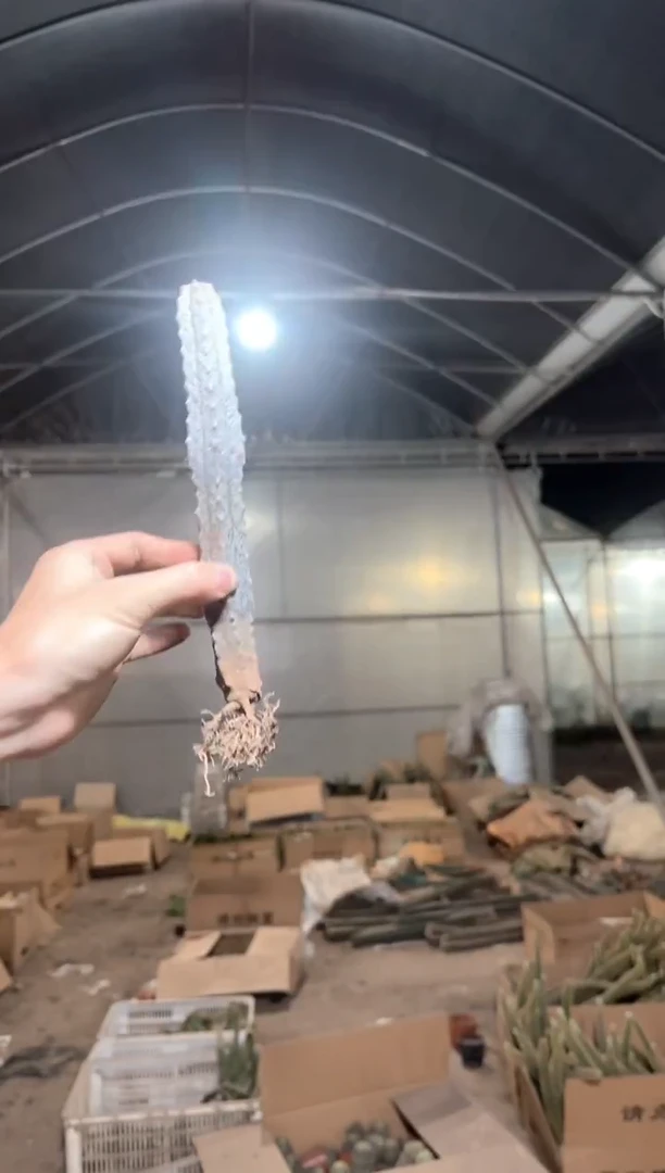 大单头 亚迪麒麟【带根】