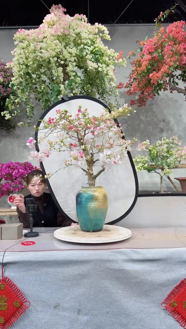 【闪购商品】盆景漳红缨