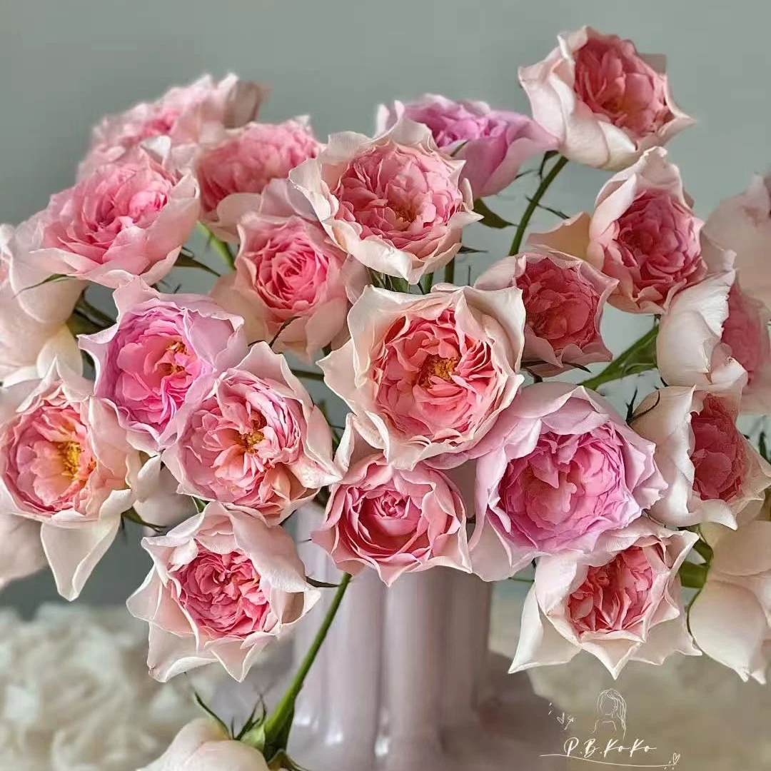 【B36-01】新品稀有多头玫瑰  云南基地直发 鲜切花