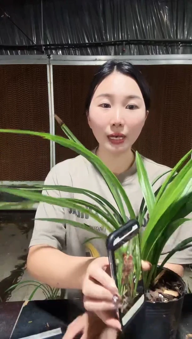 无花朵富贵红荷3苗带花苞