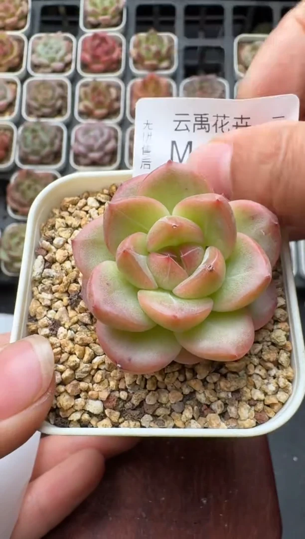 419M带盆土发 当场拍3颗以上包柚 多肉植物 一物一拍