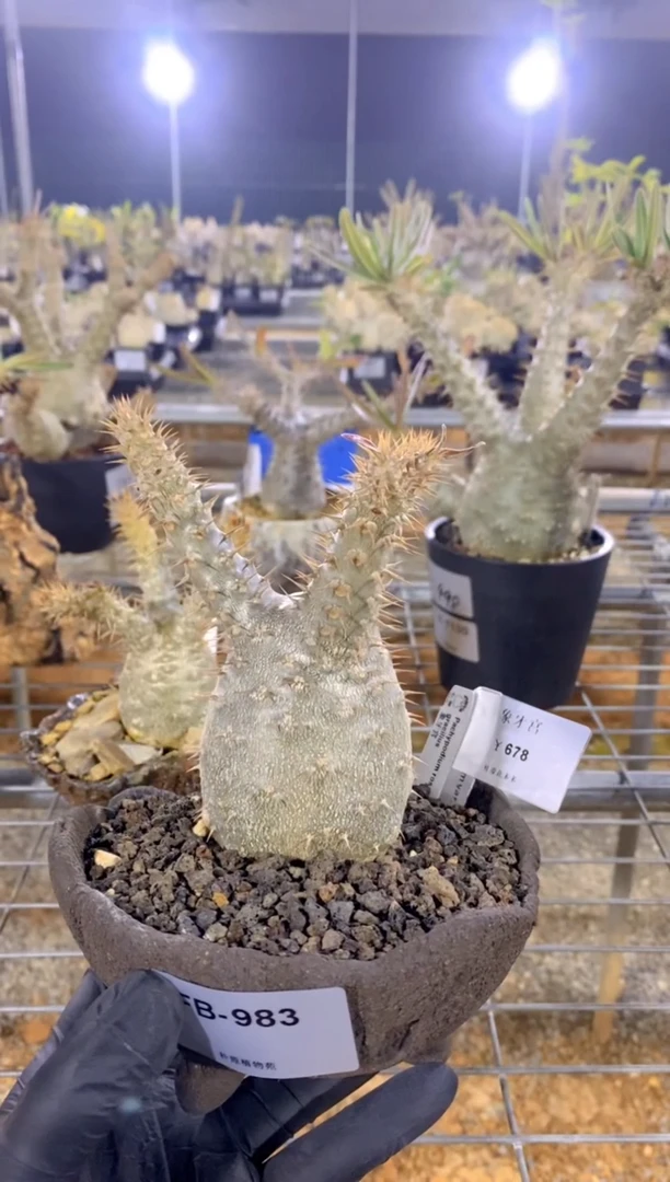 【闪购商品】象牙宫FB-983+手工盆