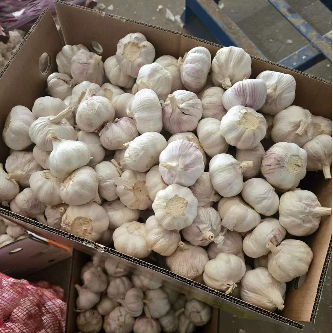 【嘉定白蒜组合】嘉定白蒜1斤/豇豆1斤/茄子1斤/丝瓜2斤