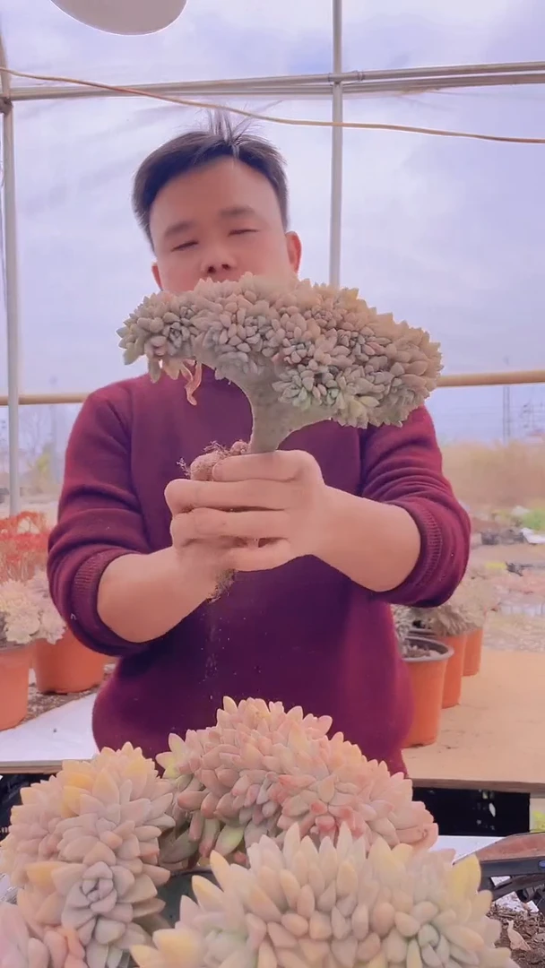 【闪购商品】缀化171