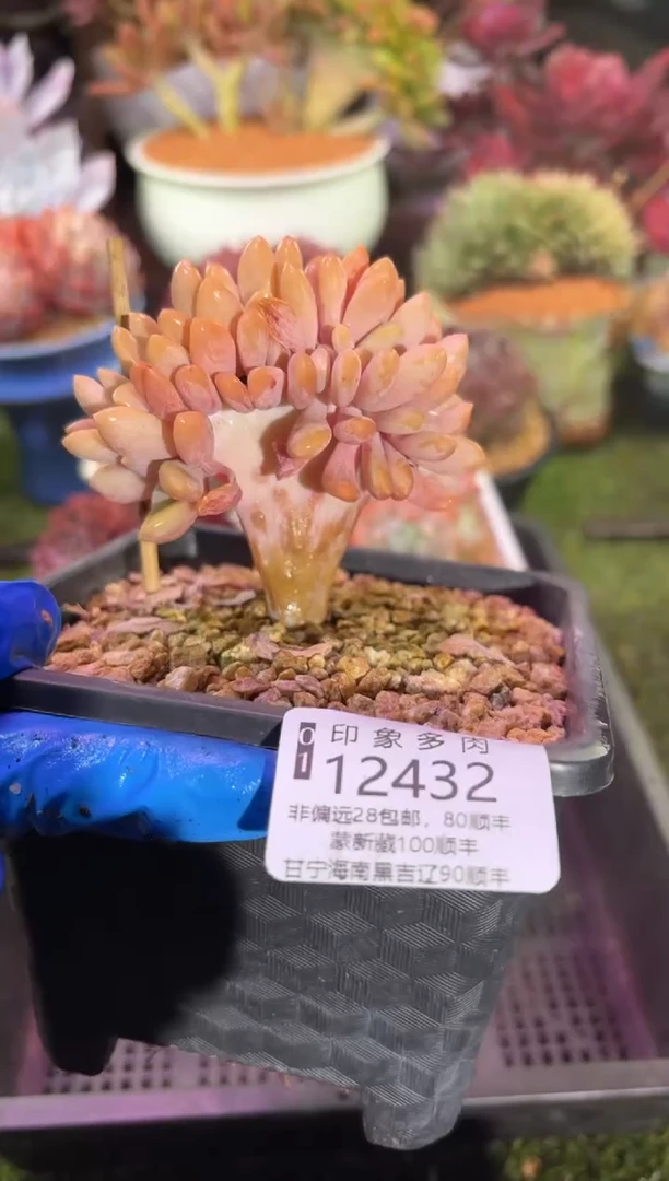 【闪购商品】12432