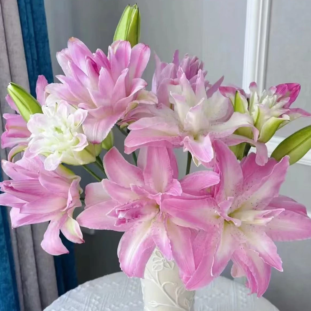 （蜜桃仙子）重瓣百合东北鲜花原产地直发鲜切花顺丰包邮