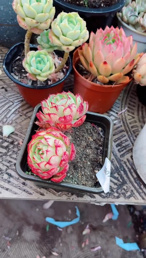 【闪购商品】09074