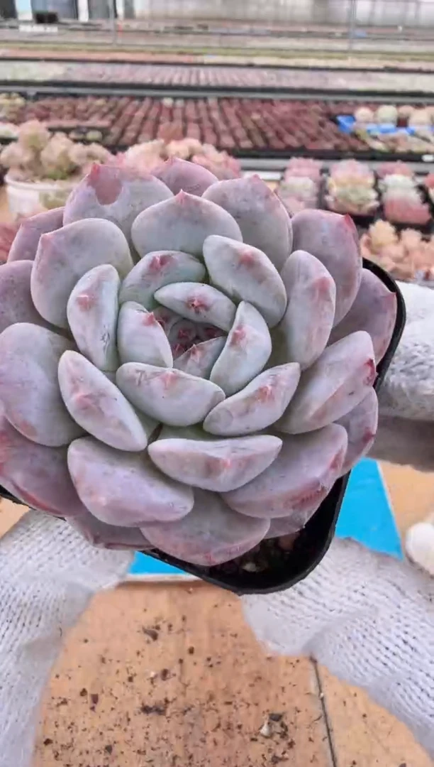 东云多肉园二店-199