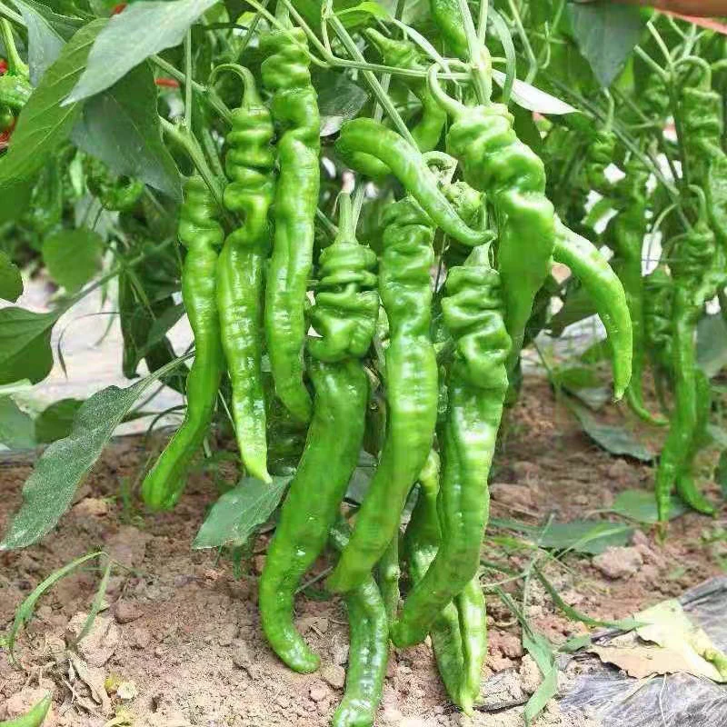 东北农家自种螺丝辣椒新鲜采摘