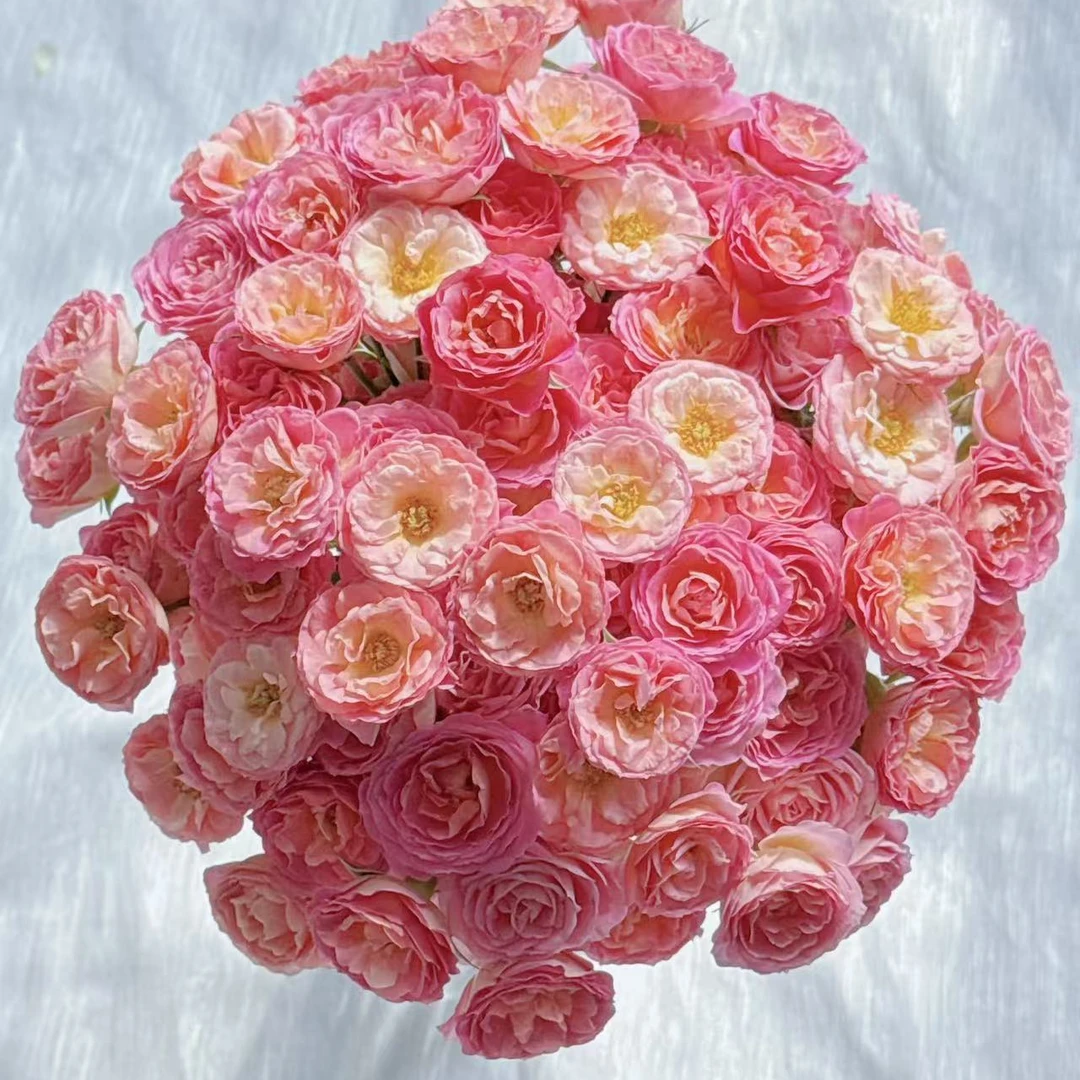 【爱甜食】高端稀有多头玫瑰 玖枝花优选家庭瓶插鲜切花儿