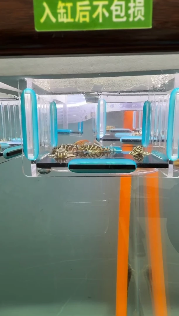 清道夫鱼004号4只333入缸不包损录制完整开箱视频3.5厘米
