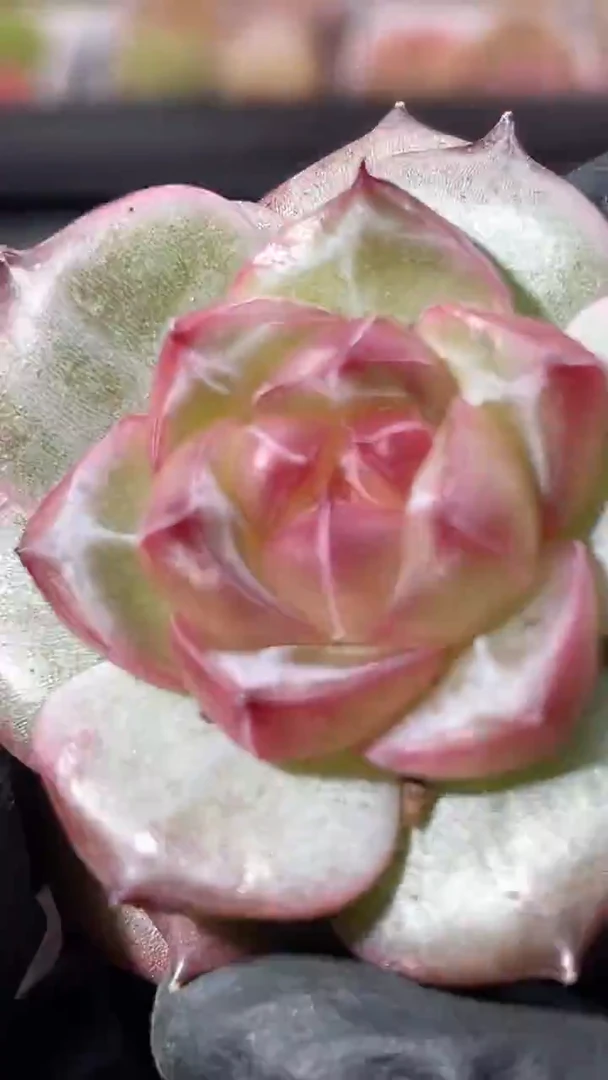 36-53 龙珠3-4厘米量拍发一颗