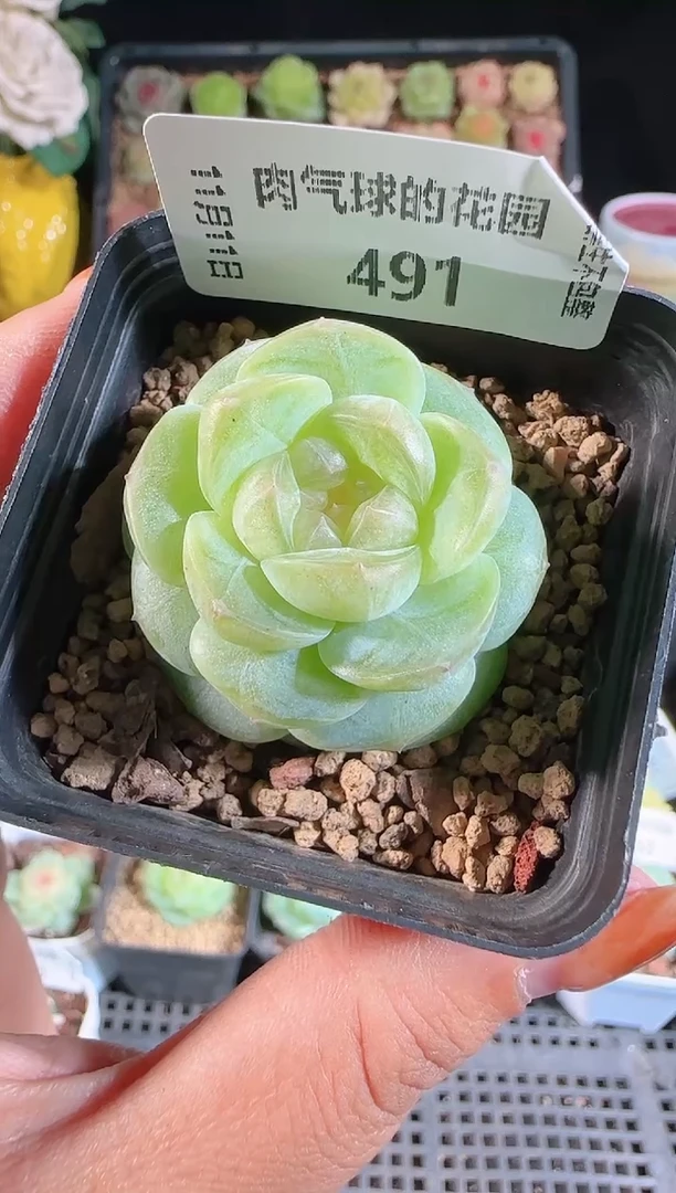 1111-491星月（群生不包整）