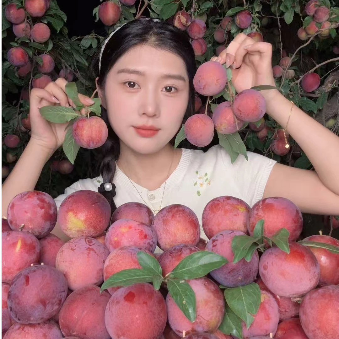 玫瑰风味李陕西现摘红布林李子 新鲜酸甜当季水果软硬两吃G