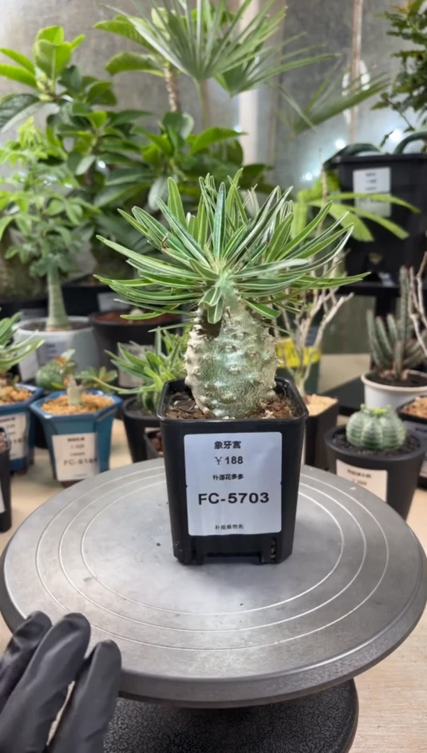 罗****夜象牙宫FC-5703