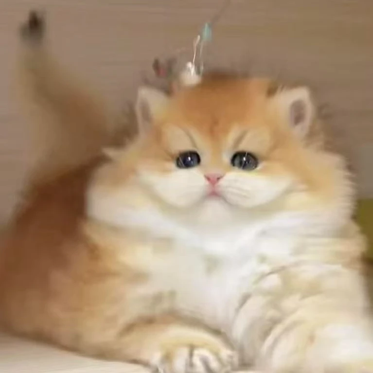 不二家猫咪拍拍链接