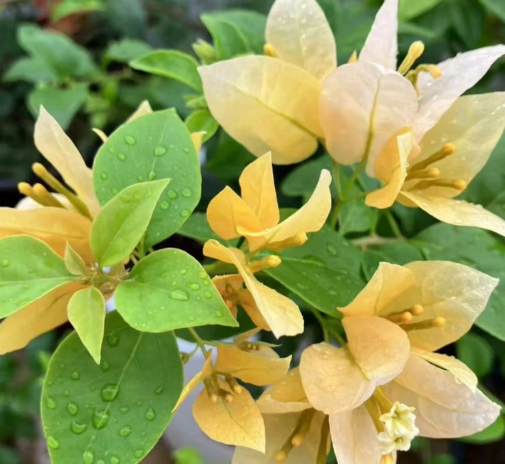 苏瓦纳   十肆月园艺绿植花卉