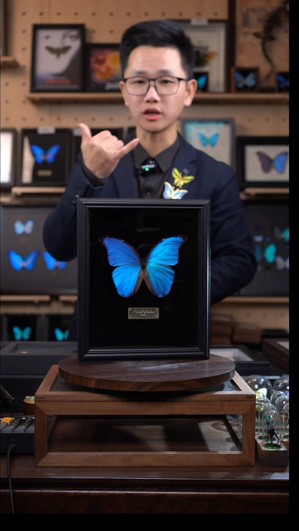 蝴蝶标本摆件竞拍大蓝闪蝶d888