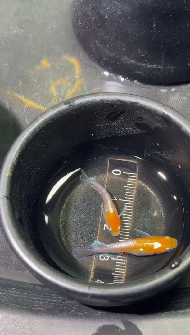 青鳉鱼观背青鳉5号