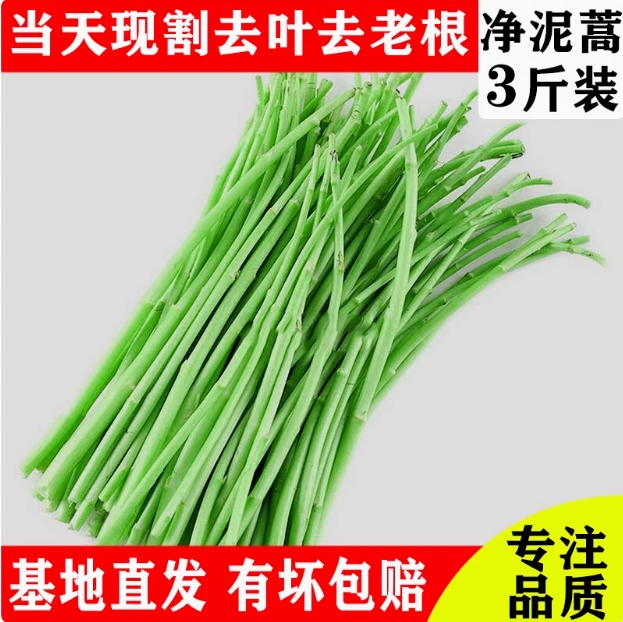 泥蒿哥净蒿蒿三斤包邮去叶保鲜盒加冰发货新鲜藜蒿湖北特产农家菜