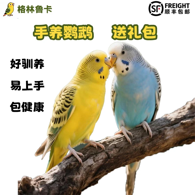 【顺丰包邮】手养鹦鹉亲人宠物会学说话的虎皮鹦鹉活体鸟类宠物包邮