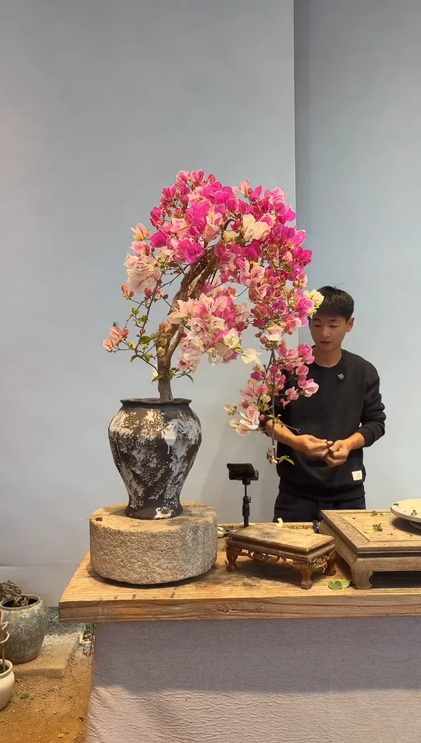 以实际为准三角梅25