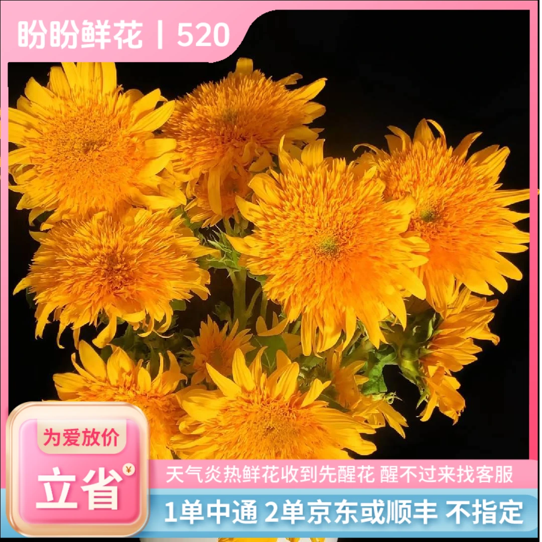 【盼盼520/凑单福利】泰迪向日葵 一单陆运/两单升级冷链 云南鲜花