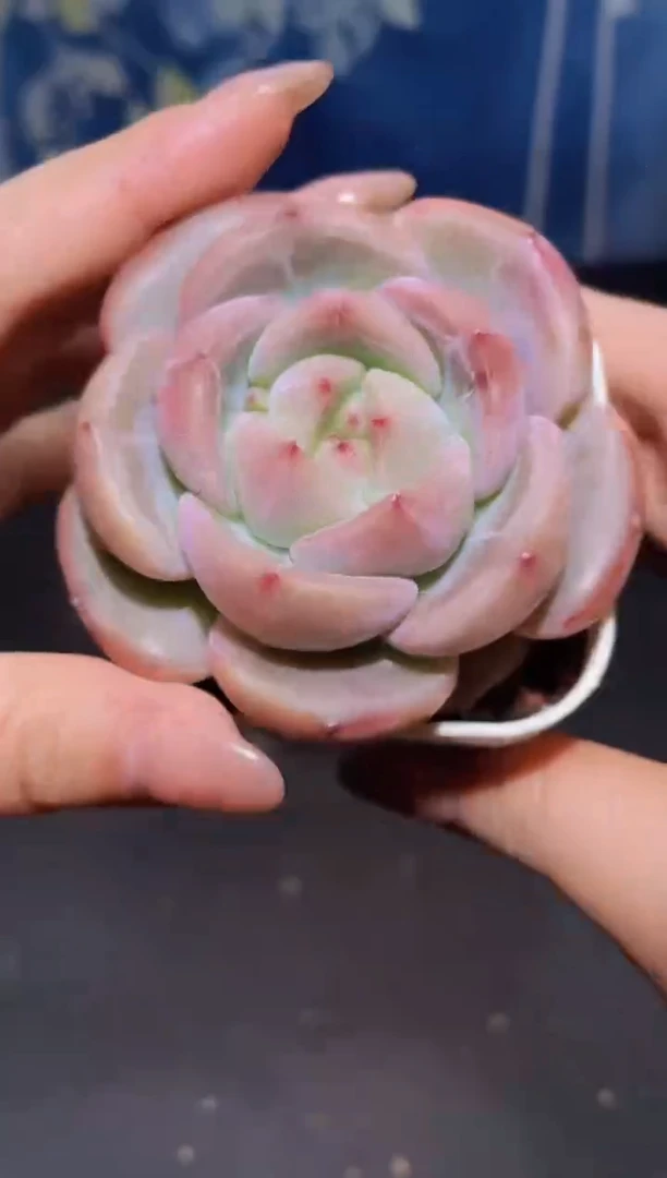 【闪购商品】108霸道珍妮多肉带盆土