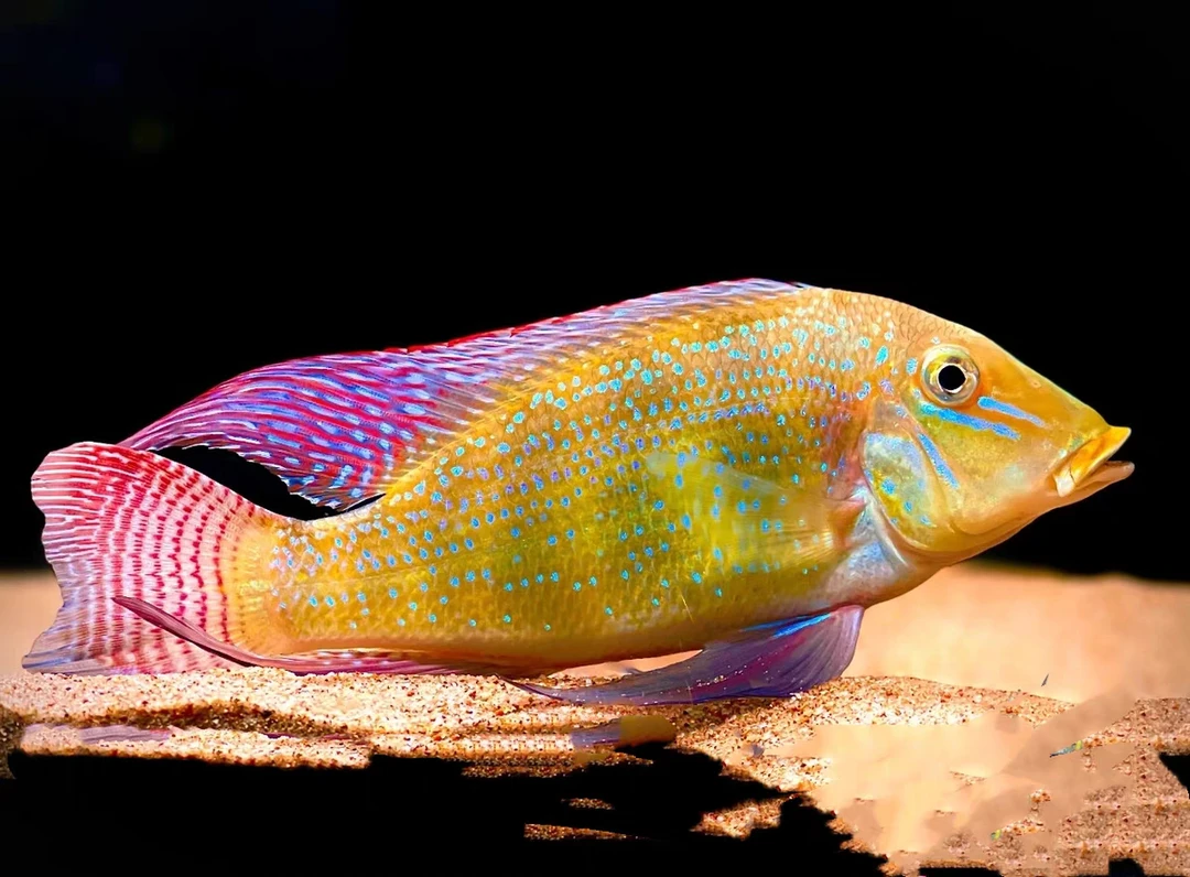 热带观赏鱼 食土鲷科鱼 申古宝石 清缸洗沙子 好养易活工具鱼