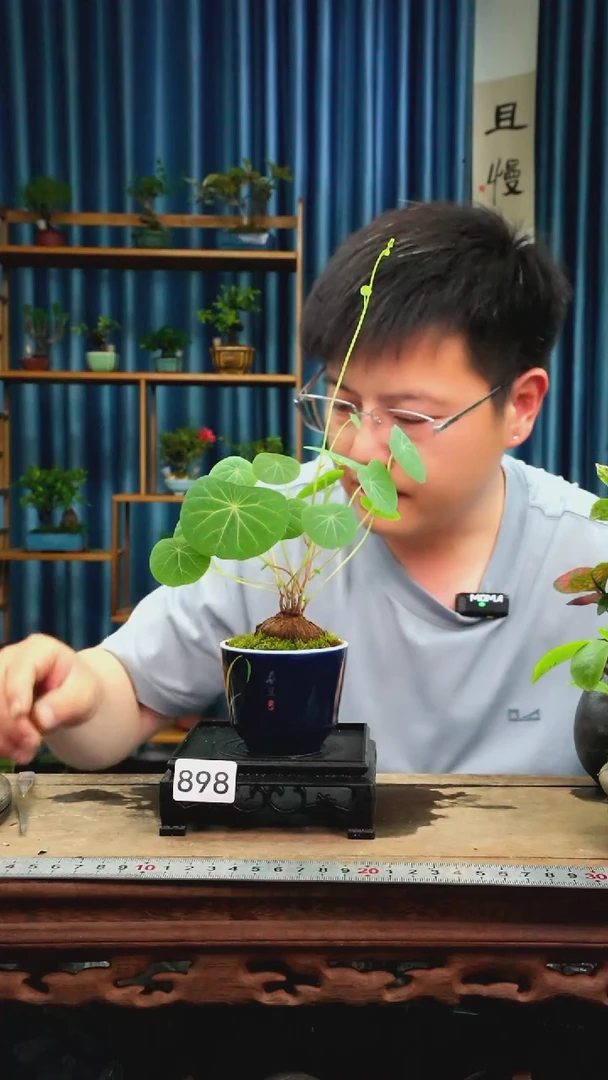无花朵苔藓微景观898号