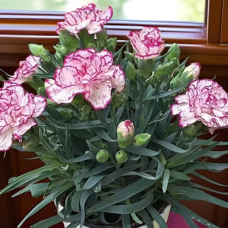 带花苞康乃馨盆栽花苗大花重瓣室外地栽带花发货小苗带花苞花卉