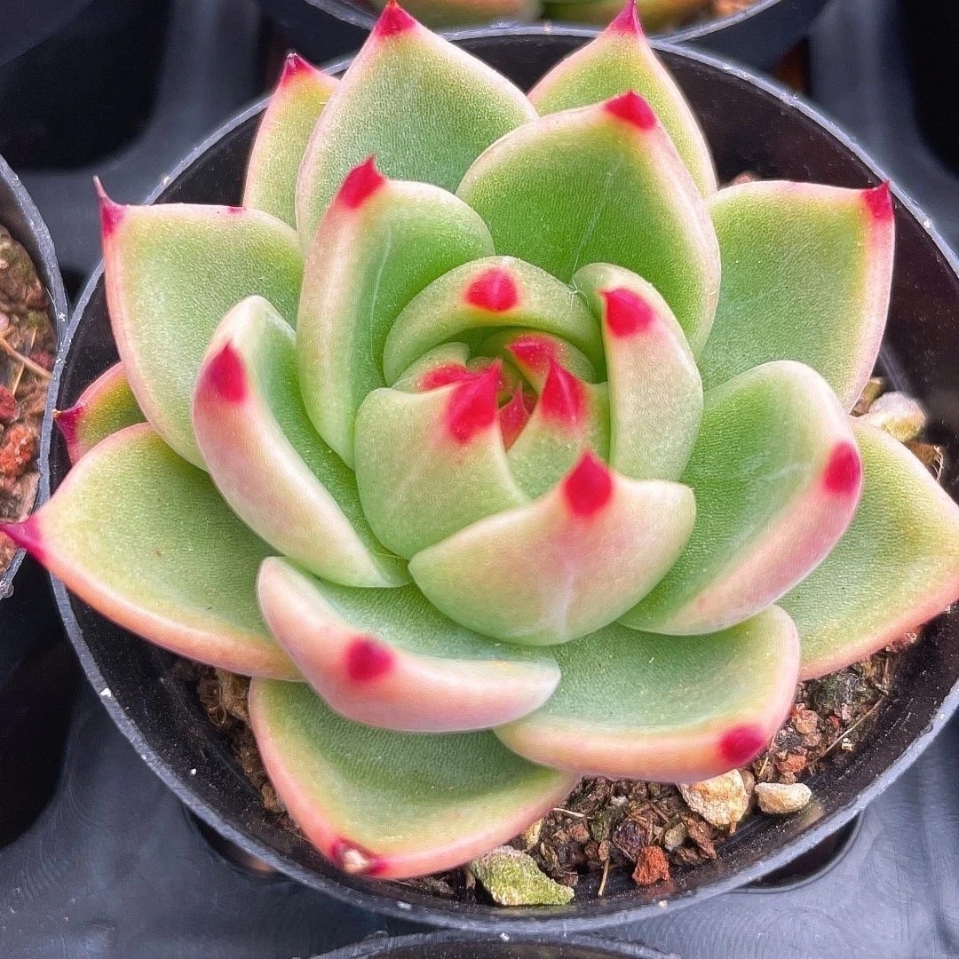 韩国正版蓝龙多肉植物盆栽肉肉新手植物办公室创意绿植