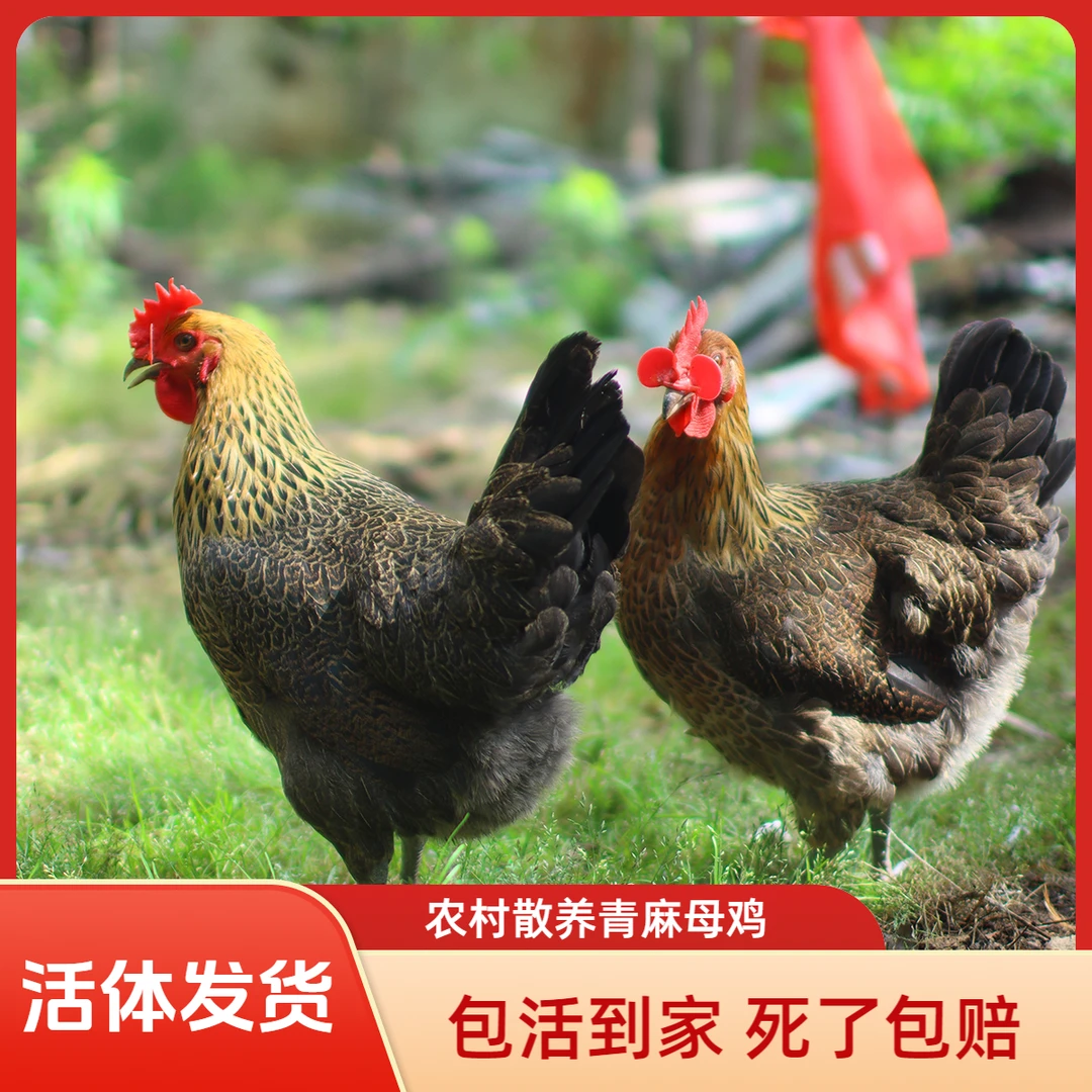 【活体发货】青麻母一号土鸡宠物鸡包邮 【两只装】