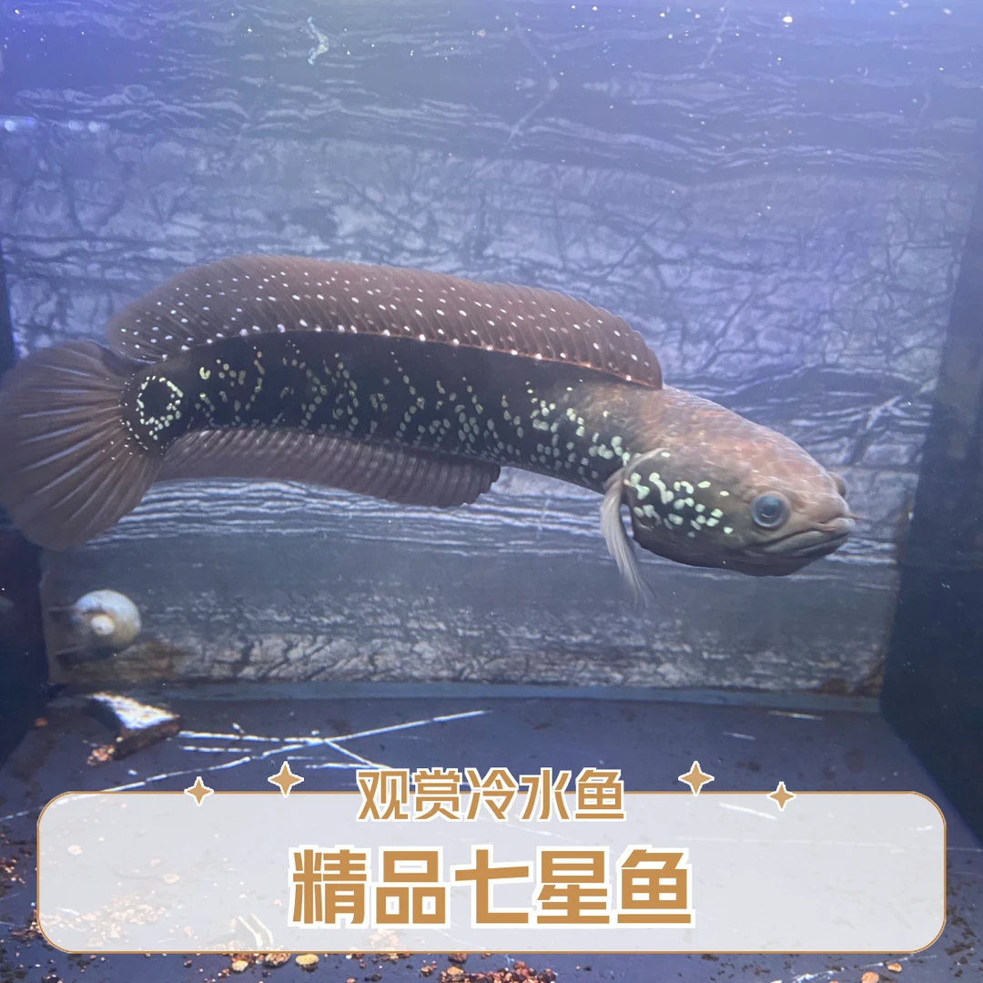 20-23cm精品七星鱼大帆尾爆星人工养殖黑月鳢大尺寸国产猛鱼