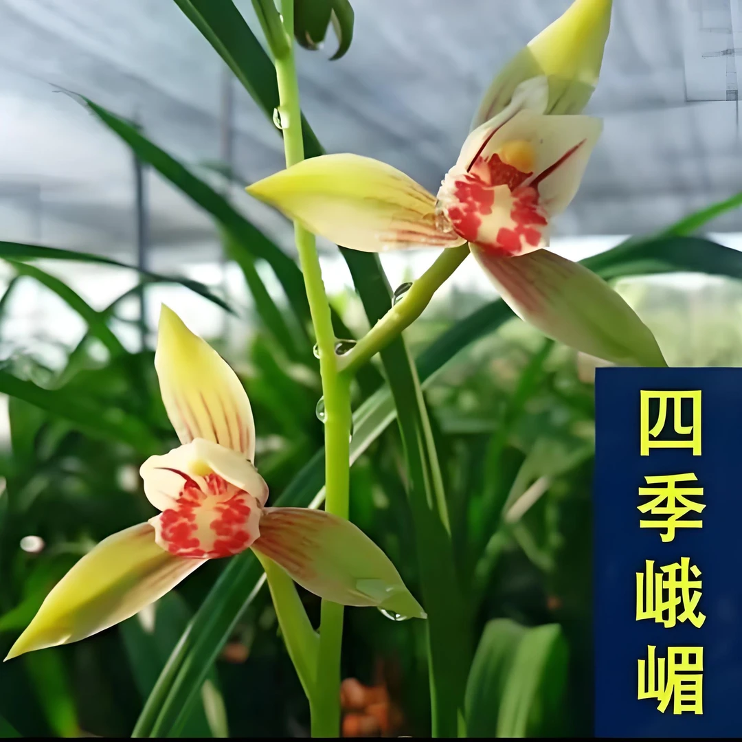 带3-6支花剑建兰名品四季峨眉兰花 带盆发货