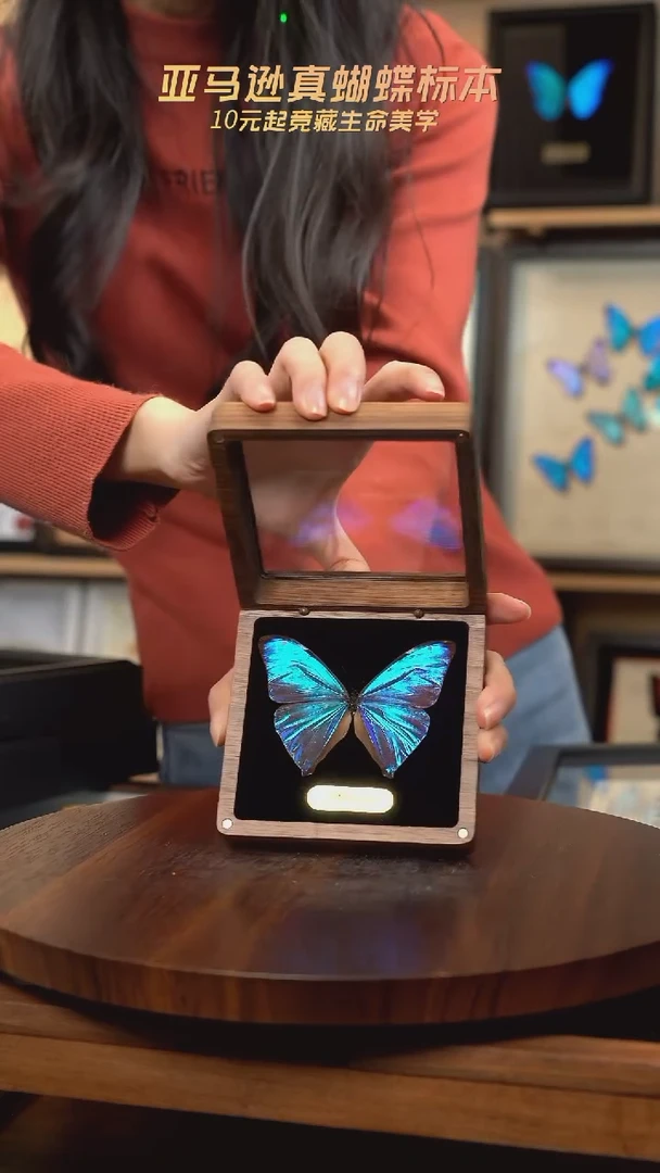 小蓝闪蝶胡桃木翻盖款