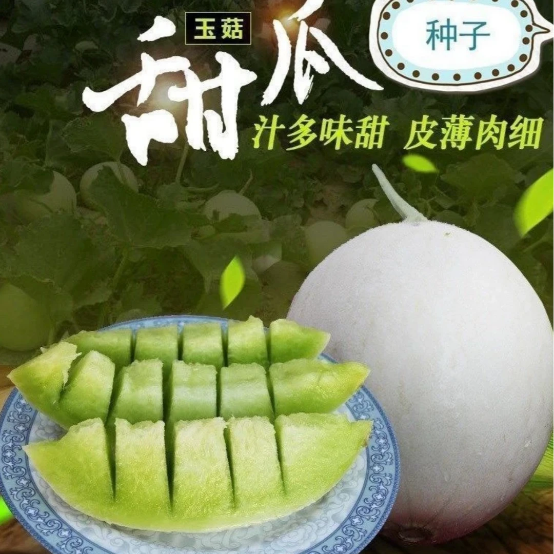 【玉菇甜瓜种子】家庭阳台小院盆栽地栽四季种植