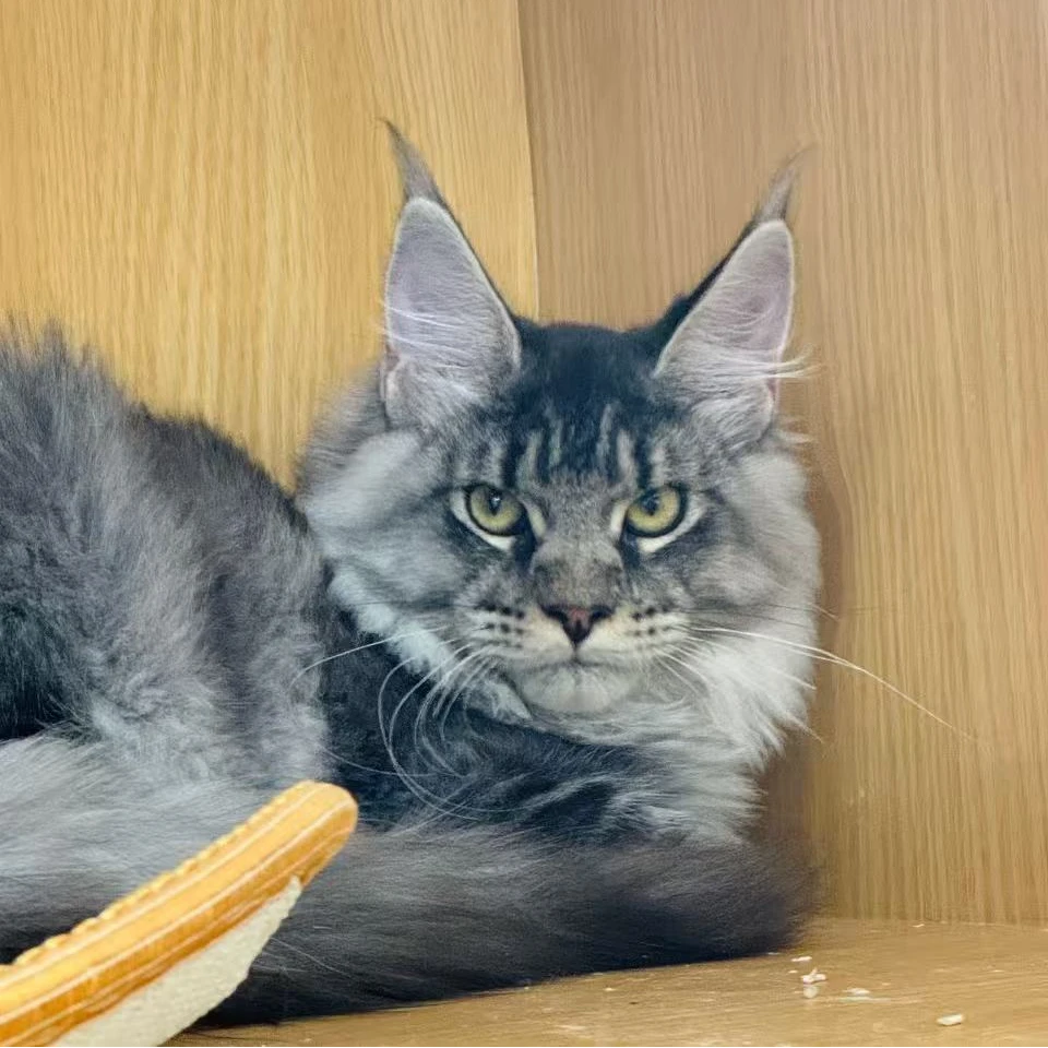 来了姊妹-银麻纹缅因猫 弟弟 9245