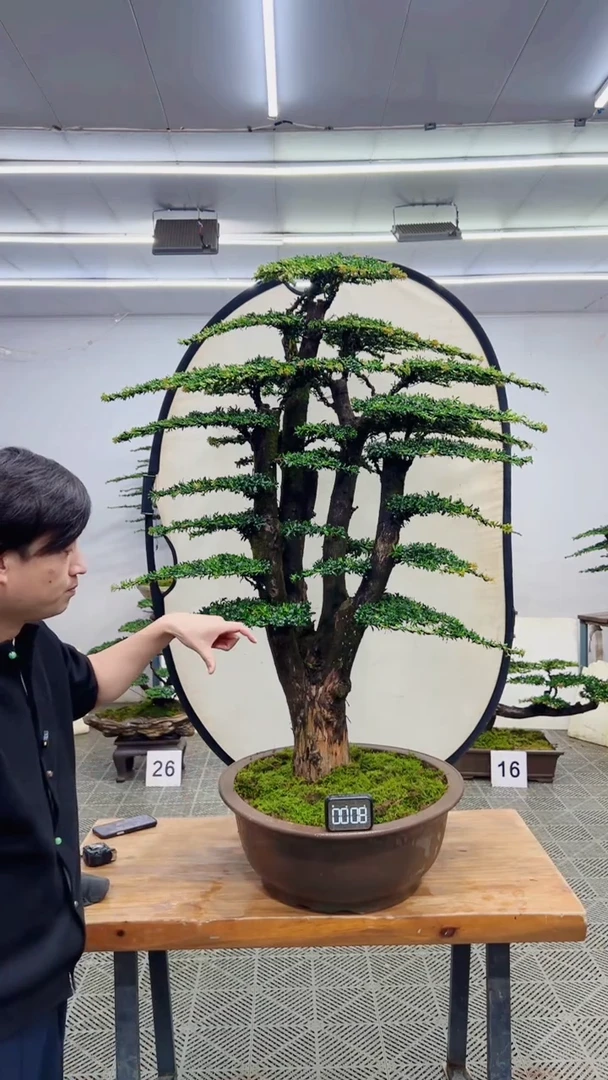 无花朵造型盆景一物一拍