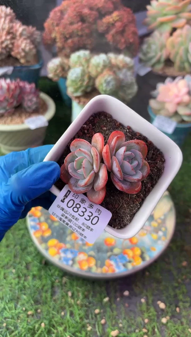 昆明印象多肉08330