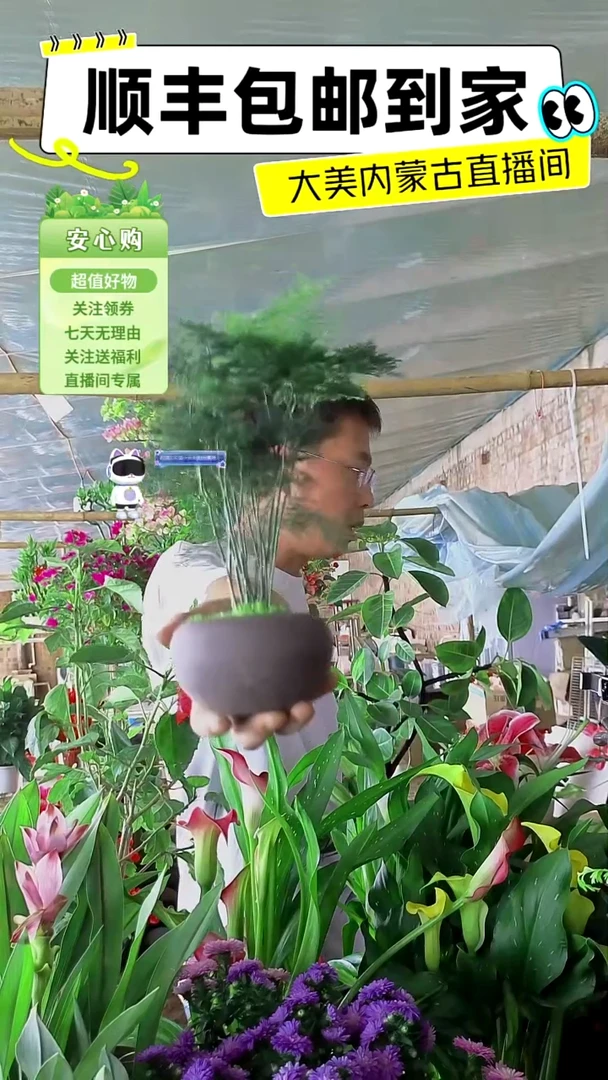 完全开放紫砂文竹