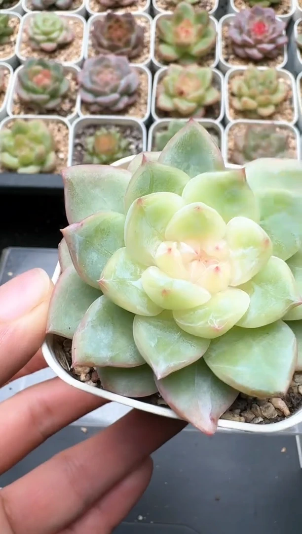 209C云禹多肉植物 带盆土纸巾打包 3颗包邮