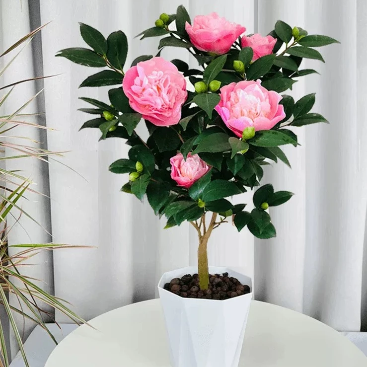 A香妃烈香花苗开花有香味的粉色花卉庭院阳台花卉好养