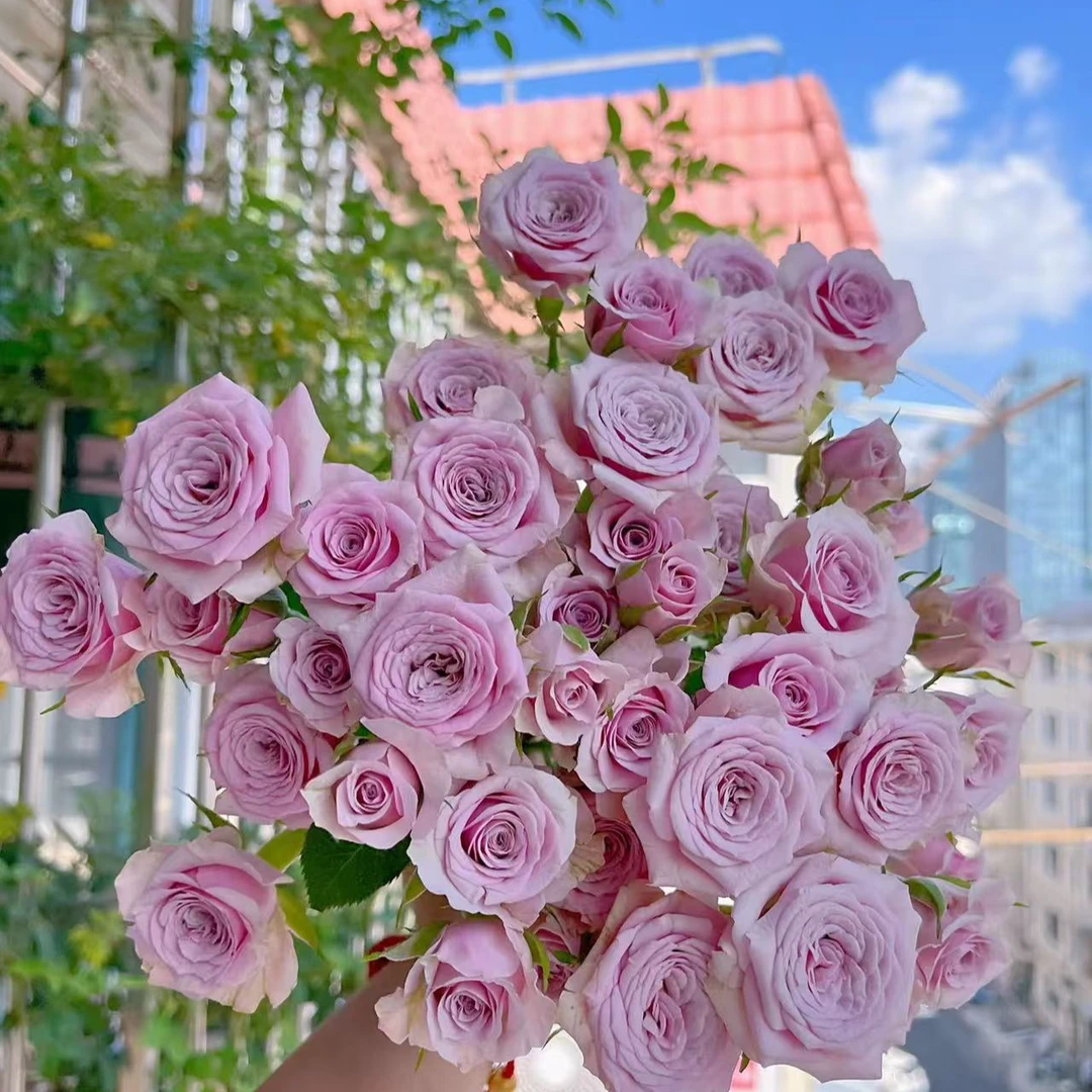 莱拉多头玫瑰【任意两单及两单以上鲜花顺丰冷链包邮发货